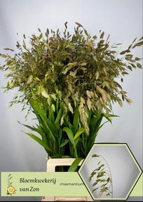 Chasmanthium latifolia