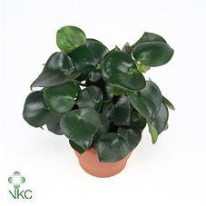 Peperomia Creme Brulee
