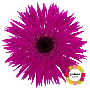 Gerbera diamondi spider nola