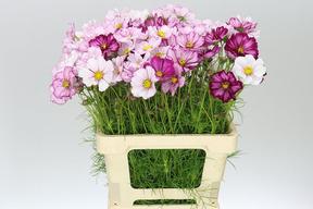Cosmos pink