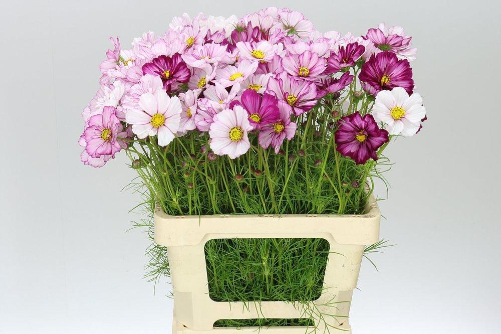 Cosmos pink