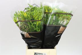 Freesia en sunshine