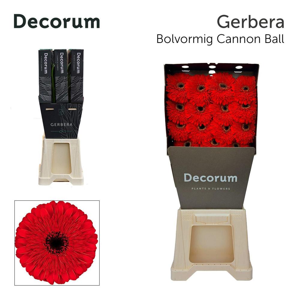 Gerbera diamond cannon ball