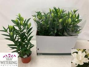 Lilium or Sunny White Double