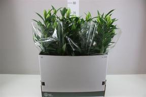 Lilium or Sunny White Double