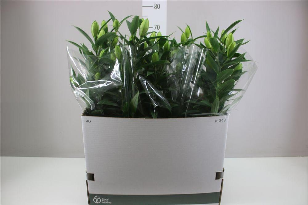 Lilium or Sunny White Double