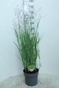 Panicum virg. Heavy Metal
