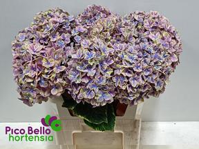 Hydrangea samurai