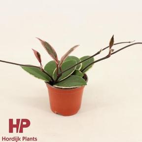 Hoya Flamingo Dream