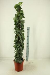 Scindapsus pictus Silver Lady