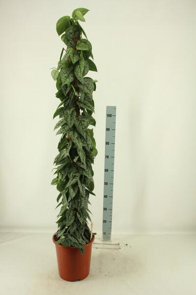 Scindapsus pictus Silver Lady