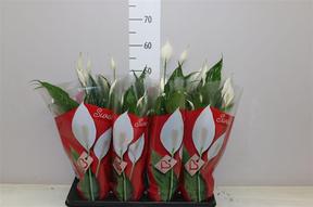 Spathiphyllum Sweet Benito