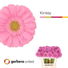 Germini plastic kirstey