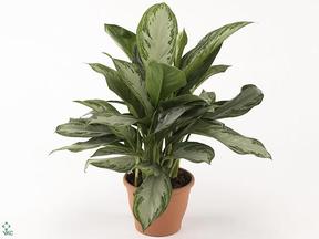Aglaonema Silver Queen