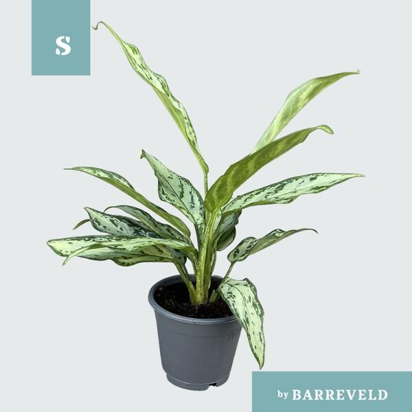 Aglaonema Silver Queen