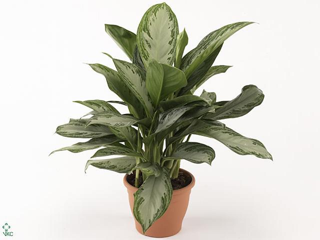 Aglaonema Silver Queen