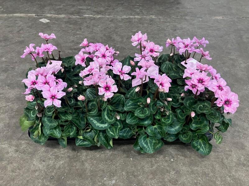 Cyclamen Illusia