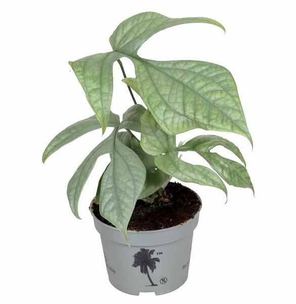 Monstera miinima Silver