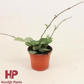 Hoya Mathilde