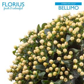 Hypericum coco bellimo