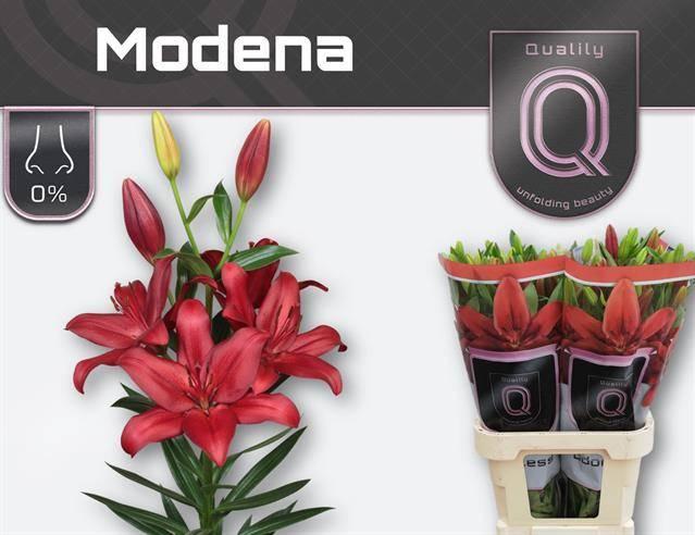 Lilium la modena