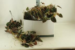 Philodendron Micans závěs