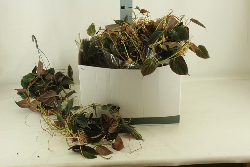 Philodendron Micans závěs