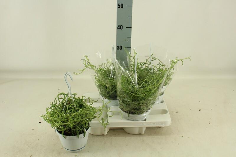 Senecio Fishhook - závěs