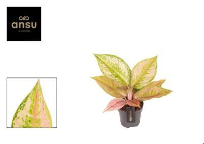 Aglaonema Pastella