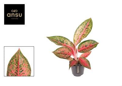 Aglaonema Lychee Red