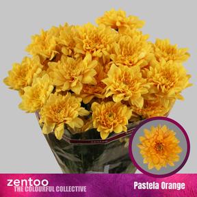Chrys tr pastela orange