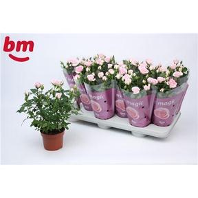 Rosa Jewel mix