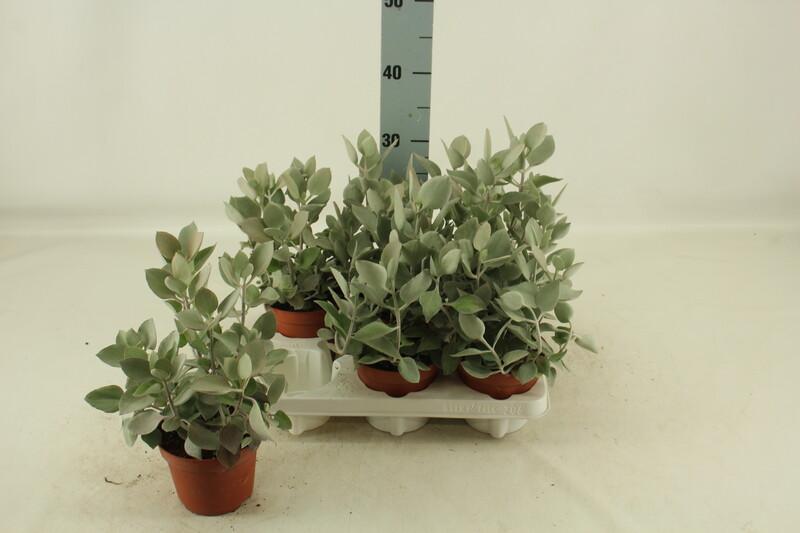 Kalanchoe hildebrandtii