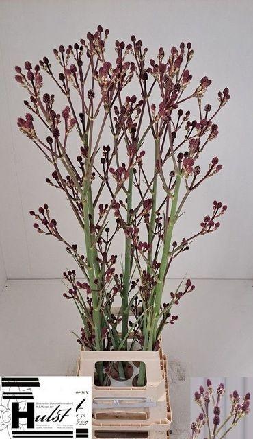 Eryngium magical red thunder