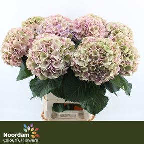 Hydrangea mammoet