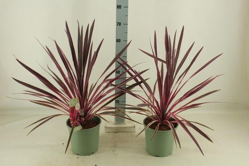 Cordyline australis