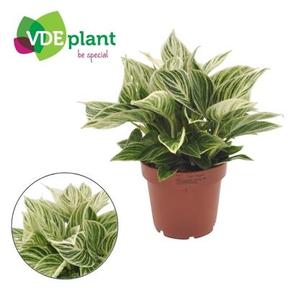 Philodendron Ivory Vein