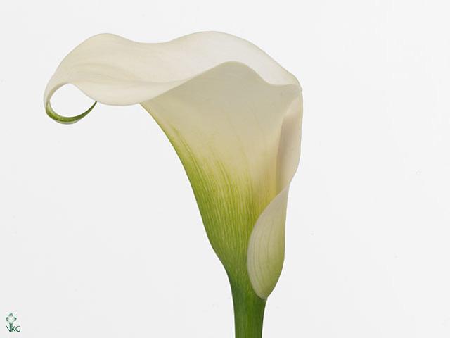Zantedeschia captain ventura