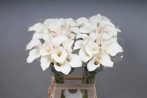 Zantedeschia captain ventura