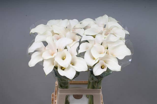 Zantedeschia captain ventura