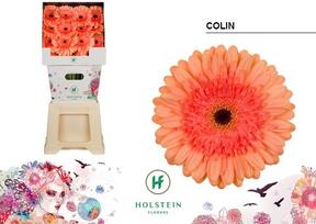Gerbera diamond colin