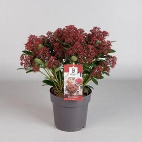 Skimmia jap. Rubesta