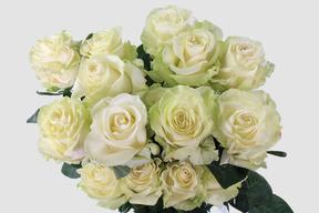 Rosa ec mix garden DIRECT (ecu) pam x25