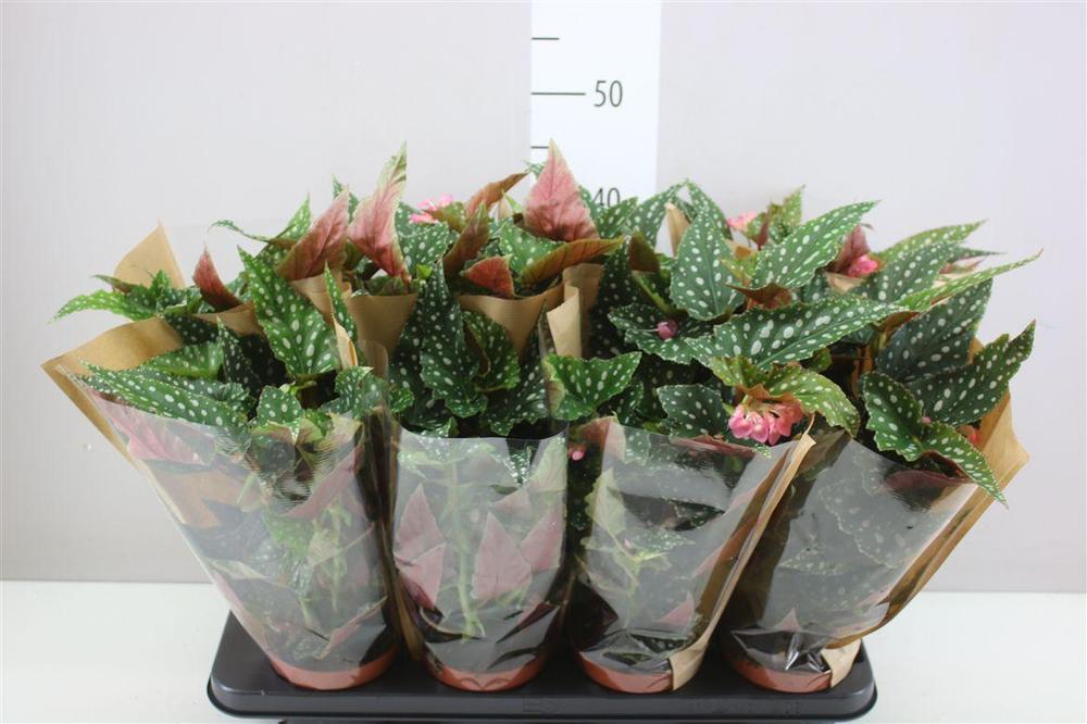 Begonia maculata Spotlight Green