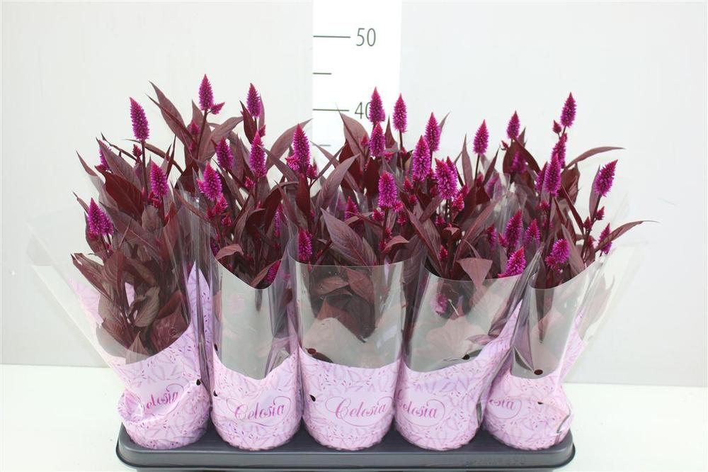 Celosia Dark Shades