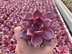 Echeveria Taurus