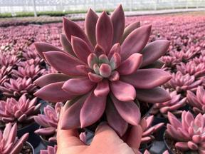 Pachyveria Rosy Crow