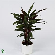 Calathea Stella