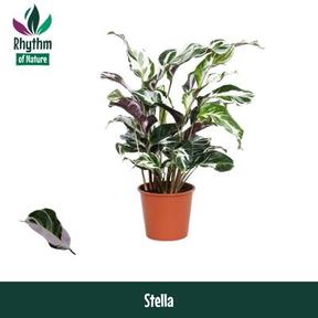 Calathea Stella