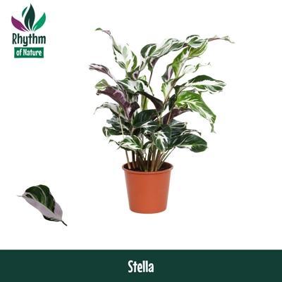 Calathea Stella